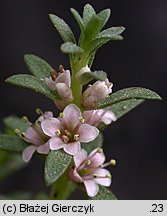 Lysimachia maritima (mlecznik nadmorski)