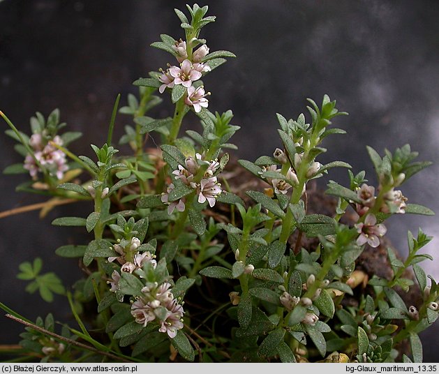 Lysimachia maritima (mlecznik nadmorski)