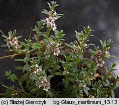 Lysimachia maritima (mlecznik nadmorski)