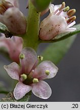 Lysimachia maritima (mlecznik nadmorski)