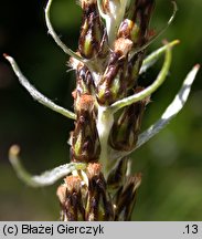 Gnaphalium sylvaticum (szarota leśna)