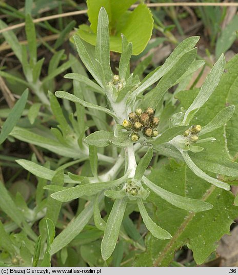 Gnaphalium uliginosum (szarota błotna)