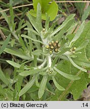 Gnaphalium uliginosum (szarota błotna)