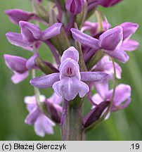 Gymnadenia conopsea ssp. densiflora (gółka długoostrogowa gęstokwiatowa)