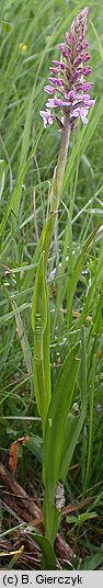 Gymnadenia conopsea ssp. densiflora (gółka długoostrogowa gęstokwiatowa)