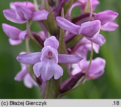 Gymnadenia conopsea ssp. densiflora (gółka długoostrogowa gęstokwiatowa)