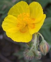 Helianthemum nummularium agg. (posłonek rozesłany (agg.))