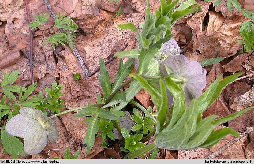 Helleborus purpurascens (ciemiernik czerwonawy)