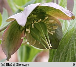 Helleborus purpurascens (ciemiernik czerwonawy)