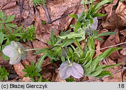 Helleborus purpurascens (ciemiernik czerwonawy)