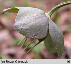 Helleborus purpurascens (ciemiernik czerwonawy)