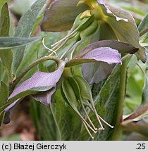 Helleborus purpurascens (ciemiernik czerwonawy)