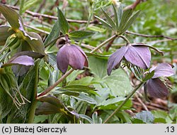 Helleborus purpurascens (ciemiernik czerwonawy)