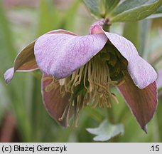 Helleborus purpurascens (ciemiernik czerwonawy)