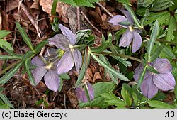 Helleborus purpurascens (ciemiernik czerwonawy)