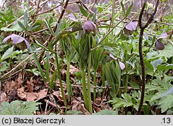 Helleborus purpurascens (ciemiernik czerwonawy)