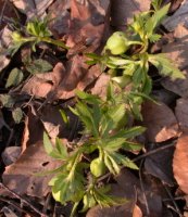 Helleborus viridis (ciemiernik zielony)