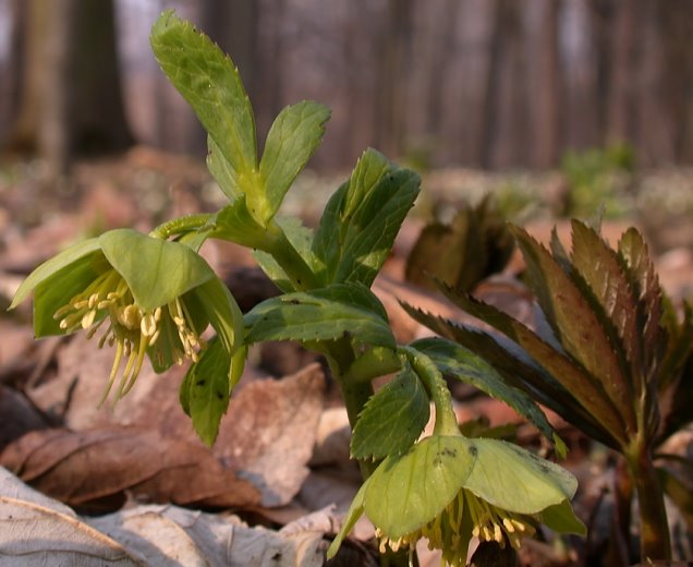 Helleborus viridis (ciemiernik zielony)