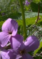 Hesperis matronalis