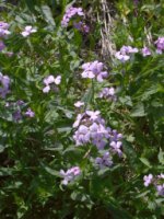 Hesperis matronalis