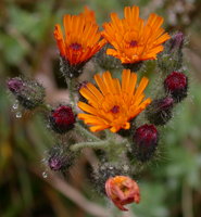 Hieracium aurantiacum