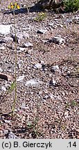 Hieracium floribundum (jastrzębiec kwiecisty)