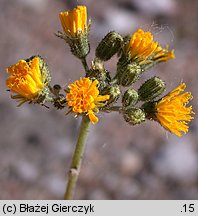 Hieracium floribundum (jastrzębiec kwiecisty)