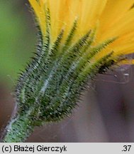 Hieracium murorum (jastrzębiec leśny)