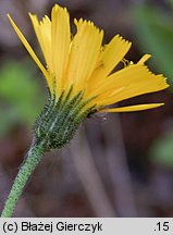 Hieracium murorum (jastrzębiec leśny)