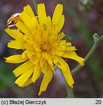 Hieracium murorum (jastrzębiec leśny)