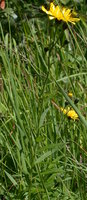 Hieracium umbellatum