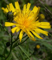 Hieracium umbellatum