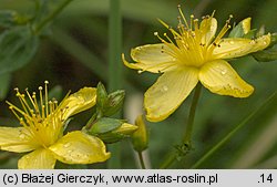 Hypericum elegans (dziurawiec wytworny)