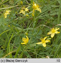 Hypericum elegans (dziurawiec wytworny)