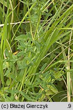 Hypericum elegans (dziurawiec wytworny)