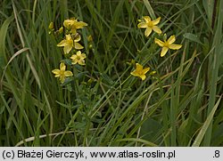 Hypericum elegans (dziurawiec wytworny)