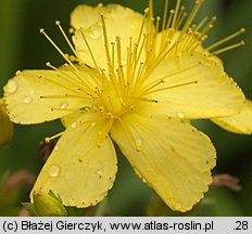 Hypericum elegans (dziurawiec wytworny)