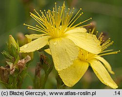 Hypericum elegans (dziurawiec wytworny)