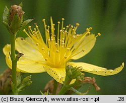 Hypericum elegans (dziurawiec wytworny)