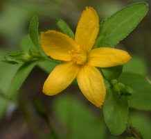 Hypericum humifusum