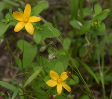 Hypericum humifusum