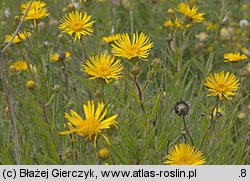 Inula ensifolia (oman wąskolistny)