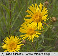 Inula ensifolia (oman wąskolistny)