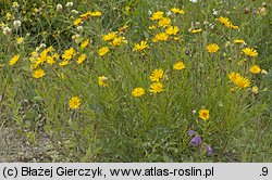 Inula ensifolia (oman wąskolistny)