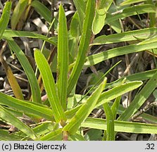 Inula ensifolia (oman wąskolistny)
