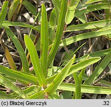 Inula ensifolia (oman wąskolistny)