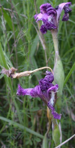 Iris aphylla