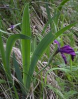 Iris aphylla