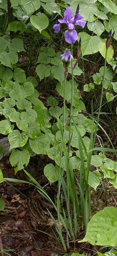 Iris sibirica (kosaciec syberyjski)