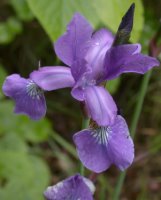 Iris sibirica (kosaciec syberyjski)